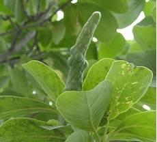 玉兰花的拟人句