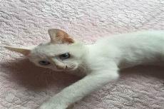什么猫掉毛少又听话